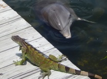 An Iguana pops over to chat with the dolphins too!